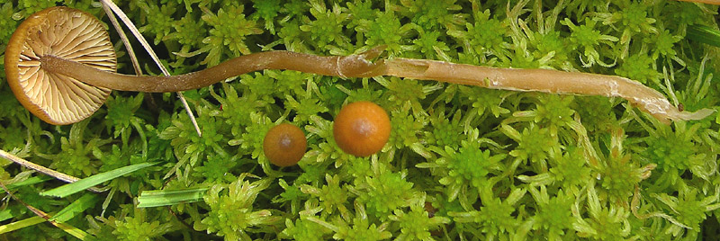 Galerina da determinare n�2.